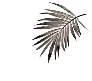 Beyaz arka plan üzerinde izole palmiye ağacının yaprak