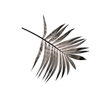 Beyaz arka plan üzerinde izole palmiye ağacının yaprak