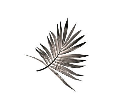 Beyaz arka plan üzerinde izole palmiye ağacının yaprak