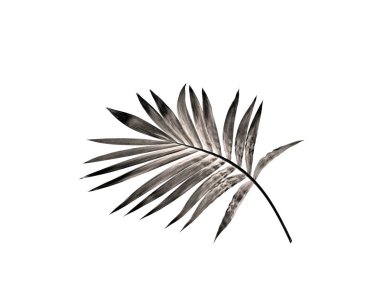 Beyaz arka plan üzerinde izole palmiye ağacının yaprak