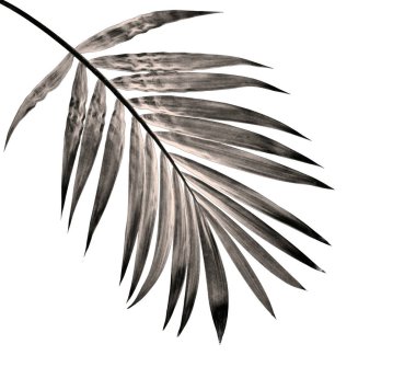 Beyaz arka plan üzerinde izole palmiye ağacının yaprak