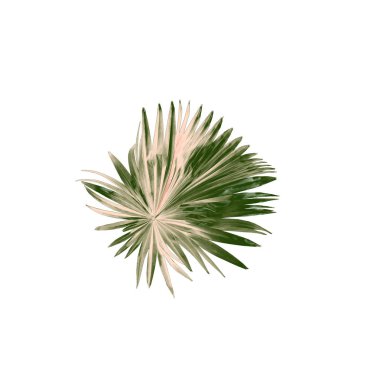 Beyaz arkaplanda izole edilmiş yeşil palmiye yaprağı