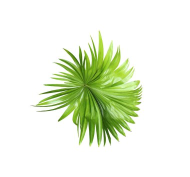 Beyaz arkaplanda izole edilmiş yeşil palmiye yaprağı