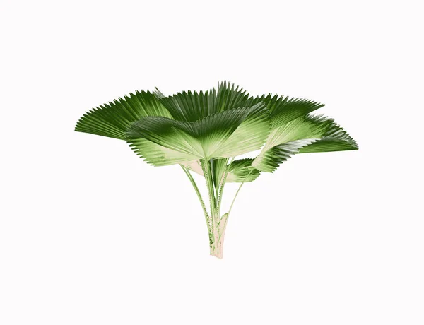 Blatt Der Palme Isoliert Auf Weißem Hintergrund — Stockfoto