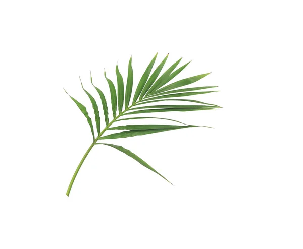 Hoja Verde Palmera Aislada Sobre Fondo Blanco — Foto de Stock