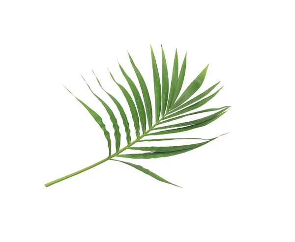 Green Leaf Palm Tree Isolated White Background — Stock Photo, Image