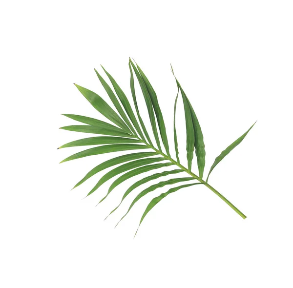 Green Leaf Palm Tree Isolated White Background — Stock Photo, Image