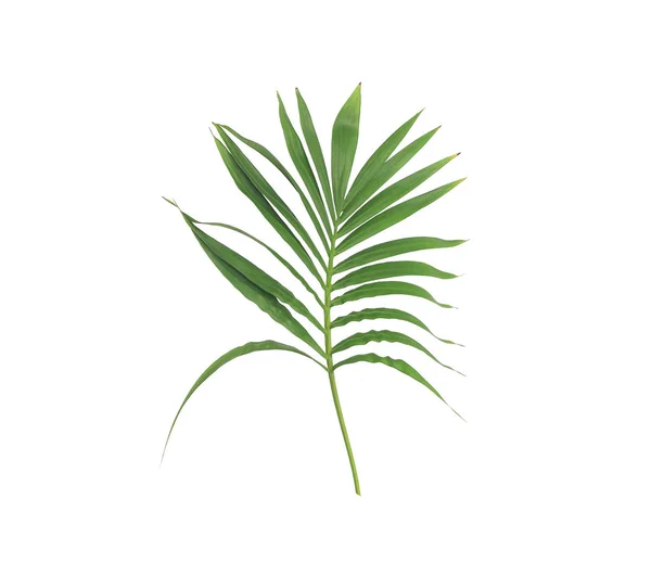 Groen Blad Van Palmboom Geïsoleerd Witte Achtergrond — Stockfoto