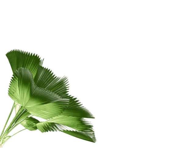 Blad Palm Isolerad Vit Bakgrund — Stockfoto