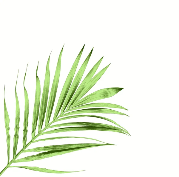 Зелений Лист Пальми Ізольований Білому Фоні — стокове фото