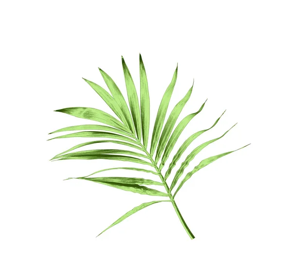 Hoja Verde Palmera Aislada Sobre Fondo Blanco — Foto de Stock