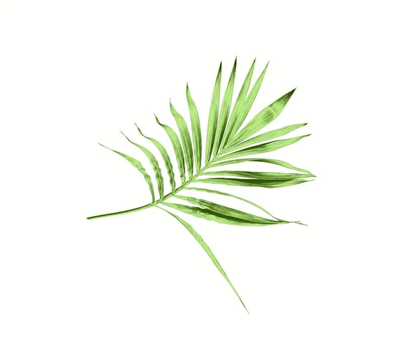 Hoja Verde Palmera Aislada Sobre Fondo Blanco — Foto de Stock