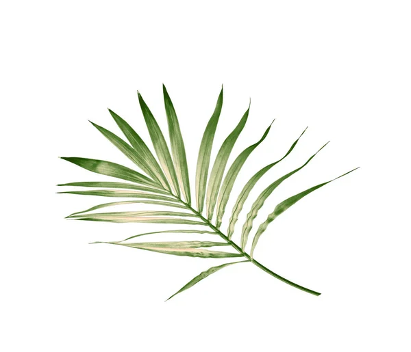 green leaf of palm tree isolated on white background