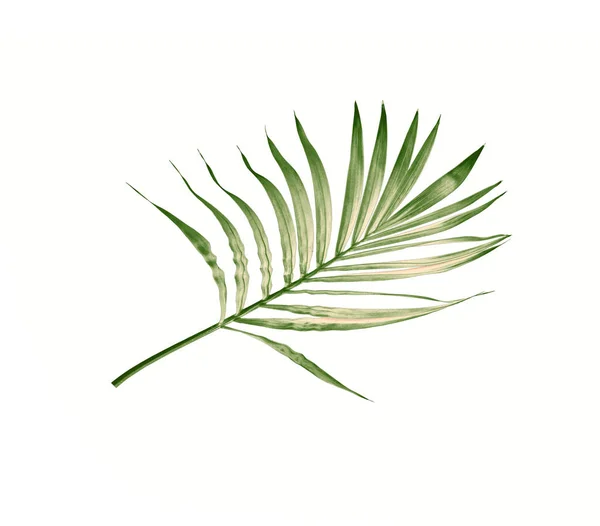 Green Leaf Palm Tree Isolated White Background — Stock Photo, Image