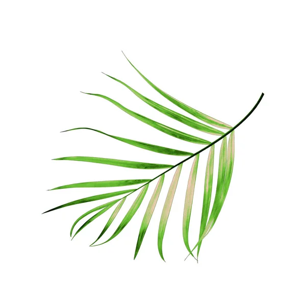 Green Leaf Palm Tree Isolated White Background — Stock Photo, Image