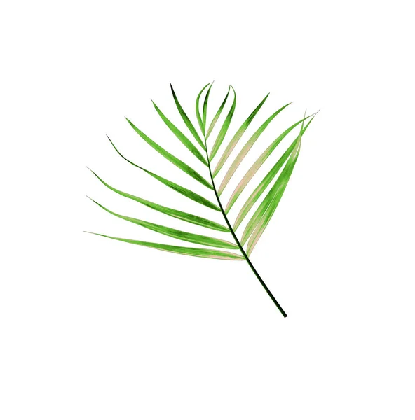 Green Leaf Palm Tree Isolated White Background — Stock Photo, Image