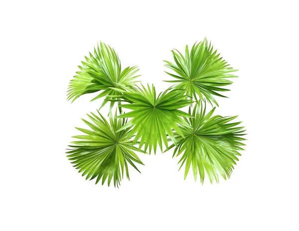 Zelený List Palmy Izolované Bílém Pozadí — Stock fotografie