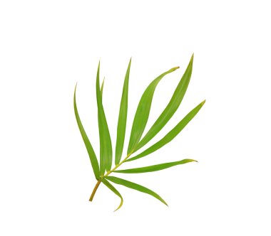 Beyaz arkaplanda izole edilmiş yeşil palmiye yaprağı