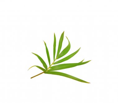 Beyaz arkaplanda izole edilmiş yeşil palmiye yaprağı