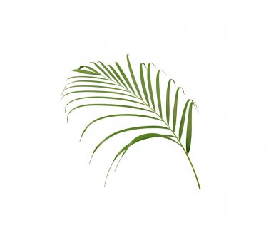 Beyaz arkaplanda izole edilmiş yeşil palmiye yaprağı