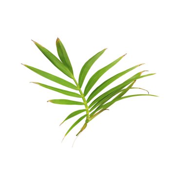 Beyaz arkaplanda izole edilmiş yeşil palmiye yaprağı