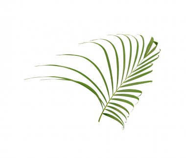 Beyaz arkaplanda izole edilmiş yeşil palmiye yaprağı