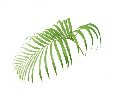 Beyaz arkaplanda izole edilmiş yeşil palmiye yaprağı