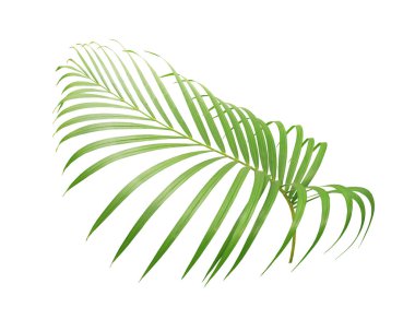 Beyaz arkaplanda izole edilmiş yeşil palmiye yaprağı