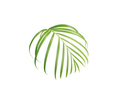 Beyaz arkaplanda izole edilmiş yeşil palmiye yaprağı