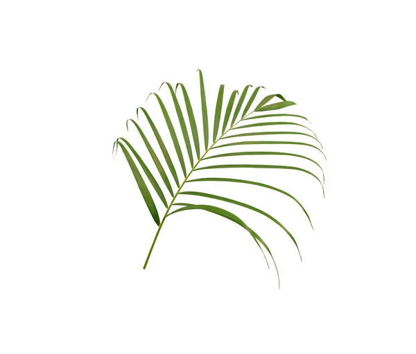 Hoja Verde Palmera Aislada Sobre Fondo Blanco — Foto de Stock