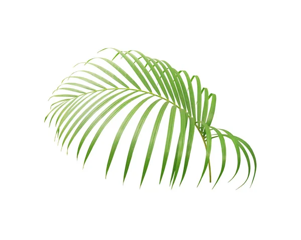 Hoja Verde Palmera Aislada Sobre Fondo Blanco — Foto de Stock