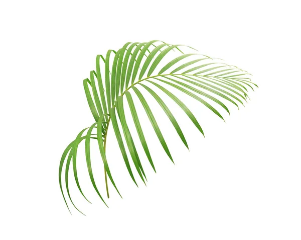 Grünes Blatt Der Palme Isoliert Auf Weißem Hintergrund — Stockfoto