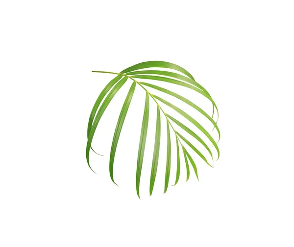 Zielony Liść Palmy Izolowany Białym Tle — Zdjęcie stockowe