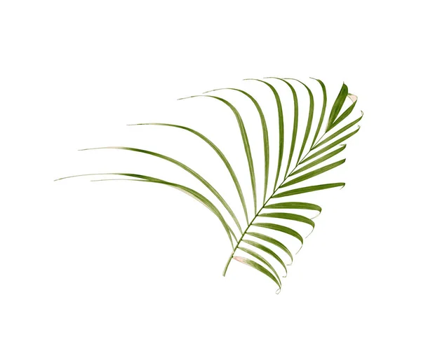 Green Leaf Palm Tree Isolated White Background — Stock Photo, Image