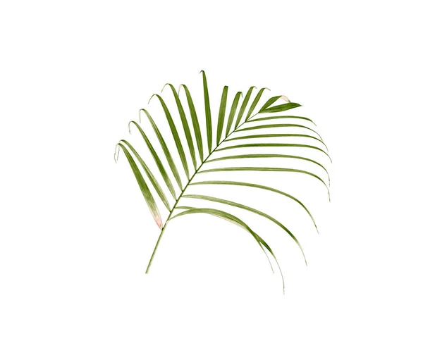 Grünes Blatt Der Palme Isoliert Auf Weißem Hintergrund — Stockfoto