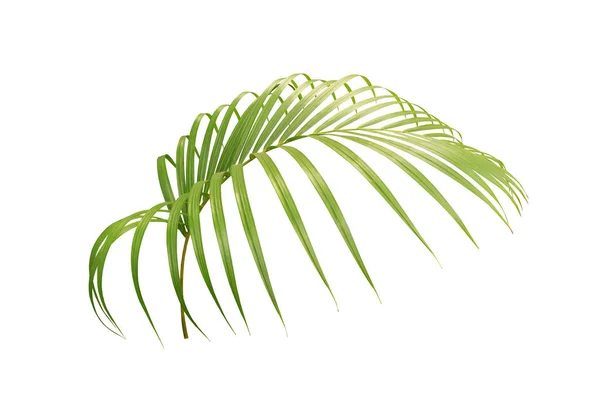 Vihreä Palmunlehti Eristetty Valkoisella Pohjalla — kuvapankkivalokuva