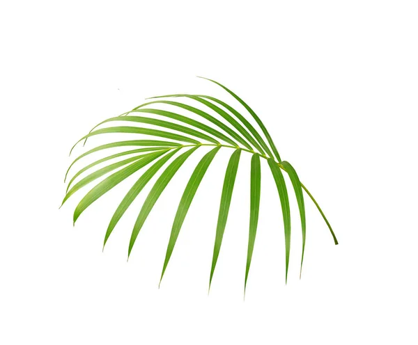 Green Leaf Palm Tree Isolated White Background — Stock Photo, Image