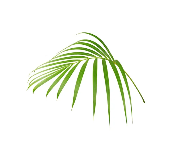 Green Leaf Palm Tree Isolated White Background — Stock Photo, Image