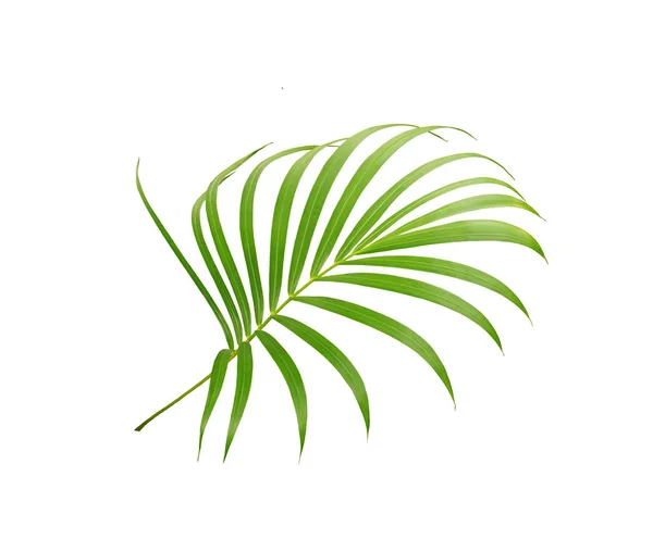 Groen Blad Van Palmboom Geïsoleerd Witte Achtergrond — Stockfoto
