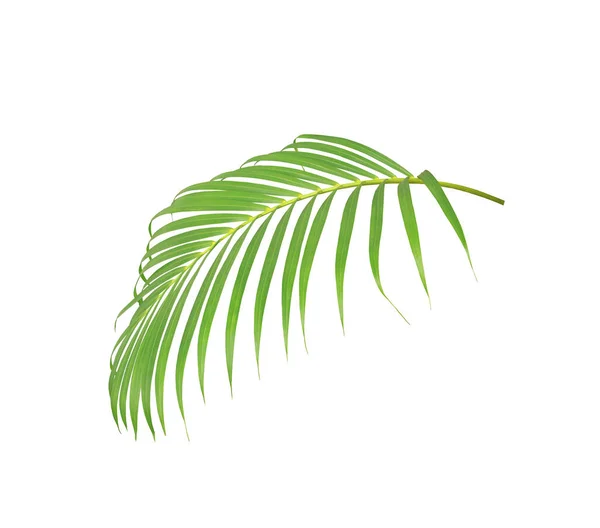 Зеленый Лист Пальмы Белом Фоне — стоковое фото