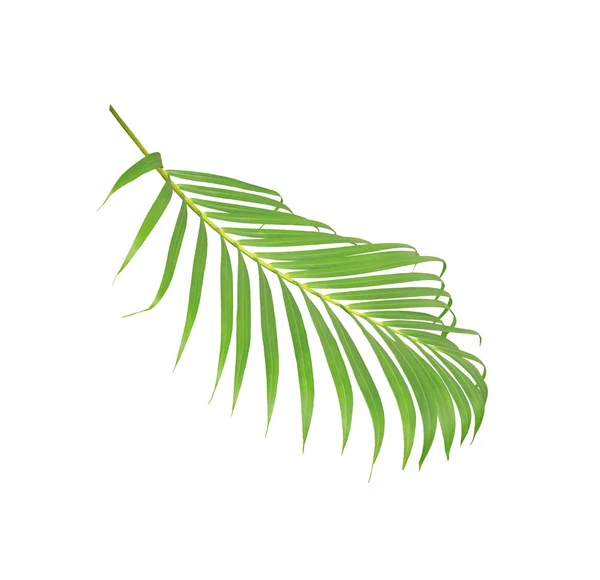 Hoja Verde Palmera Aislada Sobre Fondo Blanco — Foto de Stock