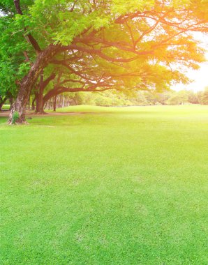 Büyük ağaçlar yeşil çim bahçesinde