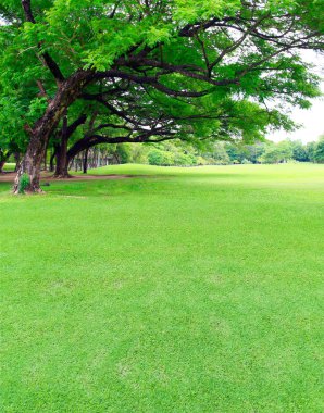Büyük ağaçlar yeşil çim bahçesinde