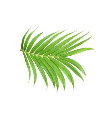 Beyaz arkaplanda izole edilmiş yeşil palmiye yaprağı