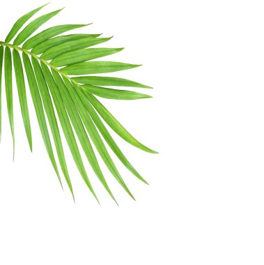 Beyaz arkaplanda izole edilmiş yeşil palmiye yaprağı