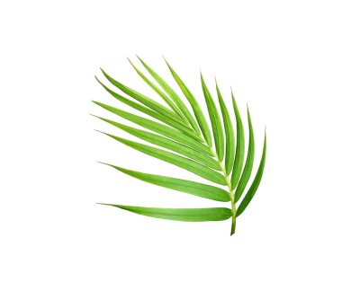 Beyaz arkaplanda izole edilmiş yeşil palmiye yaprağı