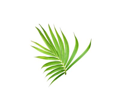 Beyaz arkaplanda izole edilmiş yeşil palmiye yaprağı