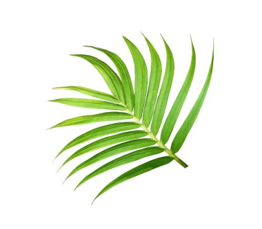 Beyaz arkaplanda izole edilmiş yeşil palmiye yaprağı