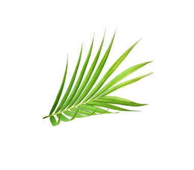 Beyaz arkaplanda izole edilmiş yeşil palmiye yaprağı