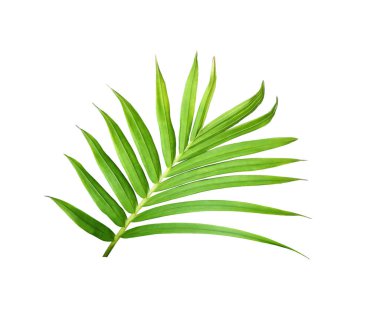 Beyaz arkaplanda izole edilmiş yeşil palmiye yaprağı